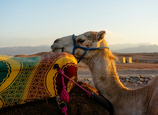 Fes Day Trip From Marrakech Shared Tour Full Guide
