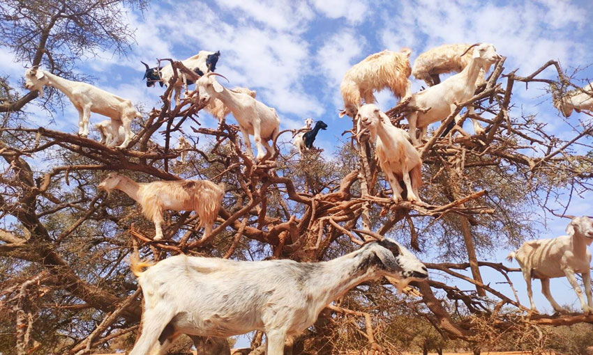 Argan oil tree Arrive in Essaouira