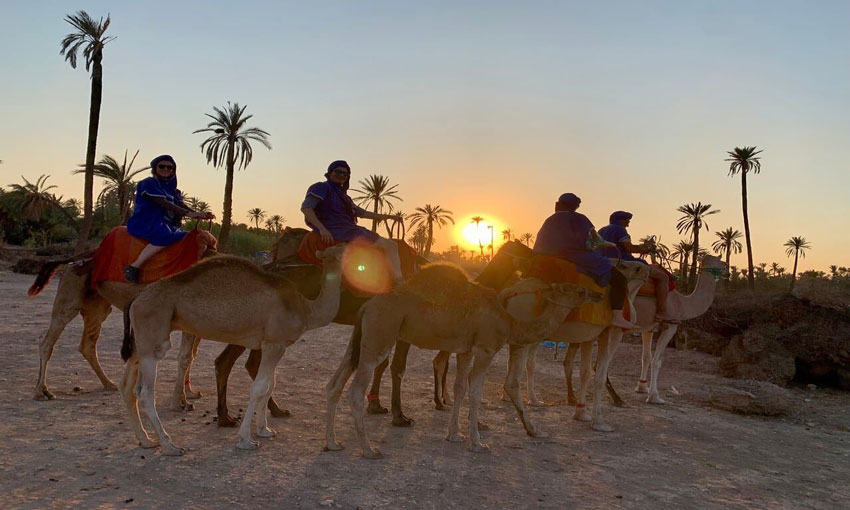 Camel Trek Around Marrakech Palmeraie