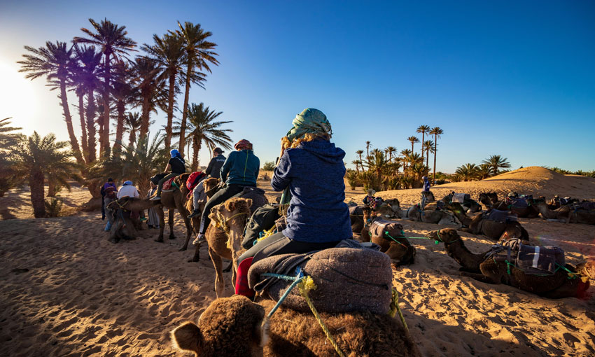 Camel trekking excursion through the Sahara desert