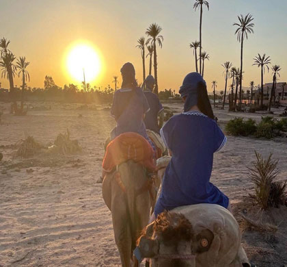 Camel Ride In The Oasis Palmeraie Marrakech