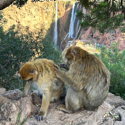 Ouzoud-Falls-Day-Trip-from-Marrakech-11